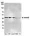 Alpha And Gamma Adaptin Binding Protein antibody, A305-593A-M, Bethyl Labs, Western Blot image 