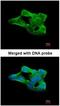 Sentrin-specific protease 2 antibody, NBP1-31217, Novus Biologicals, Immunofluorescence image 