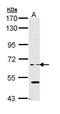 Elongator Acetyltransferase Complex Subunit 3 antibody, PA5-29319, Invitrogen Antibodies, Western Blot image 