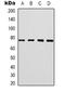 Centrosomal Protein 76 antibody, LS-C368890, Lifespan Biosciences, Western Blot image 
