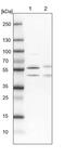 WW Domain Binding Protein 4 antibody, PA5-58612, Invitrogen Antibodies, Western Blot image 
