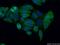 Autoimmune Regulator antibody, 22517-1-AP, Proteintech Group, Immunofluorescence image 