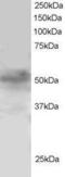 Forkhead box protein Q1 antibody, GTX25098, GeneTex, Western Blot image 