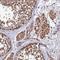 Coiled-Coil Domain Containing 150 antibody, HPA043968, Atlas Antibodies, Immunohistochemistry frozen image 