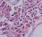 Humanin antibody, NB100-56877, Novus Biologicals, Immunohistochemistry frozen image 