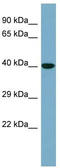 Potassium Channel Tetramerization Domain Containing 16 antibody, TA344766, Origene, Western Blot image 