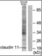 Claudin-11 antibody, orb375983, Biorbyt, Western Blot image 