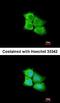 PIMT antibody, orb73909, Biorbyt, Immunocytochemistry image 