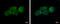 Integrator Complex Subunit 13 antibody, GTX120137, GeneTex, Immunofluorescence image 