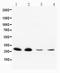 Neurotrophin 3 antibody, PA1062, Boster Biological Technology, Western Blot image 