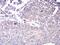 Protein ALEX antibody, NBP2-52477, Novus Biologicals, Immunohistochemistry paraffin image 