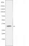 Vascular Endothelial Growth Factor D antibody, orb228462, Biorbyt, Western Blot image 