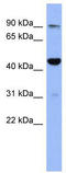 Zinc Finger Protein 569 antibody, TA345548, Origene, Western Blot image 