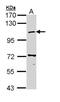 Coatomer subunit beta antibody, NBP2-15579, Novus Biologicals, Western Blot image 