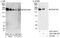 Dedicator of cytokinesis protein 1 antibody, A301-288A, Bethyl Labs, Immunoprecipitation image 