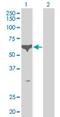 Cyclin Dependent Kinase 16 antibody, H00005127-M02, Novus Biologicals, Western Blot image 
