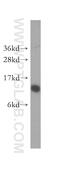 SEC61 Translocon Beta Subunit antibody, 51020-2-AP, Proteintech Group, Western Blot image 