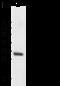 Homeobox protein Hox-B8 antibody, GTX02497, GeneTex, Western Blot image 