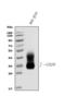 CD20 antibody, A03780-3, Boster Biological Technology, Western Blot image 