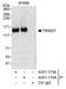 Tripartite Motif Containing 37 antibody, A301-174A, Bethyl Labs, Immunoprecipitation image 