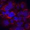Hemojuvelin BMP Co-Receptor antibody, AF3720, R&D Systems, Immunofluorescence image 