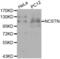NCSTN antibody, abx001020, Abbexa, Western Blot image 