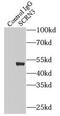 Secernin 3 antibody, FNab07659, FineTest, Immunoprecipitation image 