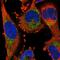Protein hairy antibody, NBP1-80987, Novus Biologicals, Immunofluorescence image 