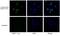 5-bromodeoxyuridine antibody, 66241-1-Ig, Proteintech Group, Immunofluorescence image 
