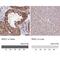 Spindle Apparatus Coiled-Coil Protein 1 antibody, NBP2-47517, Novus Biologicals, Immunohistochemistry paraffin image 