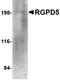 RGPD6 antibody, orb74980, Biorbyt, Western Blot image 