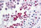 TP53 Regulating Kinase antibody, MBS246033, MyBioSource, Immunohistochemistry frozen image 