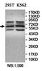 Taxilin Alpha antibody, orb78223, Biorbyt, Western Blot image 