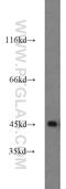 Pleckstrin antibody, 12506-1-AP, Proteintech Group, Western Blot image 