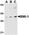 BMI1 Proto-Oncogene, Polycomb Ring Finger antibody, ADI-905-731-100, Enzo Life Sciences, Western Blot image 