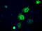 Atrial natriuretic peptide receptor 3 antibody, LS-C115088, Lifespan Biosciences, Immunofluorescence image 