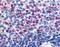 Free fatty acid receptor 2 antibody, NLS6599, Novus Biologicals, Immunohistochemistry frozen image 