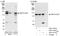 5-azacytidine-induced protein 1 antibody, A301-417A, Bethyl Labs, Western Blot image 