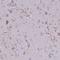 Neuropeptide Y antibody, HPA056798, Atlas Antibodies, Immunohistochemistry frozen image 