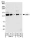 Ubiquitin Like Modifier Activating Enzyme 1 antibody, A301-125A, Bethyl Labs, Western Blot image 