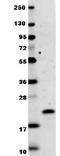 Interferon Lambda 1 antibody, orb345149, Biorbyt, Western Blot image 