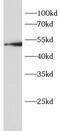 Beta-Secretase 1 antibody, FNab10412, FineTest, Western Blot image 