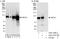 Nuclear Transcription Factor, X-Box Binding Like 1 antibody, A303-197A, Bethyl Labs, Immunoprecipitation image 