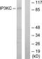 Inositol-Trisphosphate 3-Kinase C antibody, TA312655, Origene, Western Blot image 