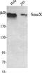 Lysine-specific demethylase 5C antibody, A02849, Boster Biological Technology, Western Blot image 