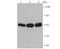 Polypyrimidine Tract Binding Protein 1 antibody, NBP2-75635, Novus Biologicals, Western Blot image 