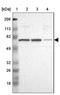 Angiomotin Like 1 antibody, NBP1-91665, Novus Biologicals, Immunohistochemistry frozen image 