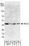 60S ribosomal protein L6 antibody, A303-586A, Bethyl Labs, Western Blot image 