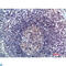 C-C Motif Chemokine Ligand 21 antibody, LS-C813769, Lifespan Biosciences, Immunohistochemistry paraffin image 