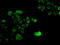 SRY-Box 17 antibody, M01665, Boster Biological Technology, Immunofluorescence image 